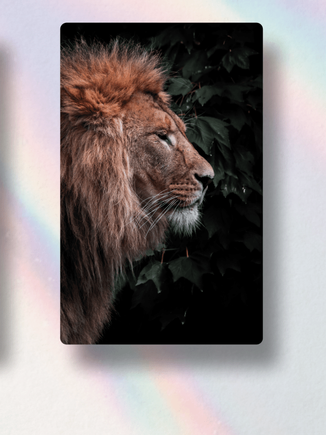 NFC Business Cards - Griffin Design